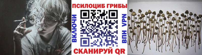 Псилоцибиновые грибы Cubensis  Норильск 